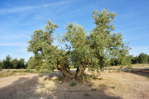 Nuestros olivos