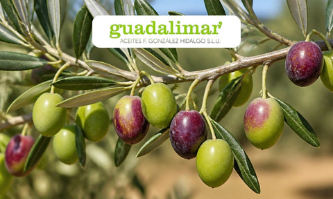 El envero de la aceituna: qué está pasando en el olivar en septiembre