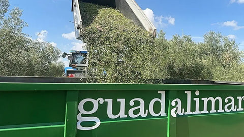 Descubre la cosecha temprana 2025/2026 de Aceites Guadalimar